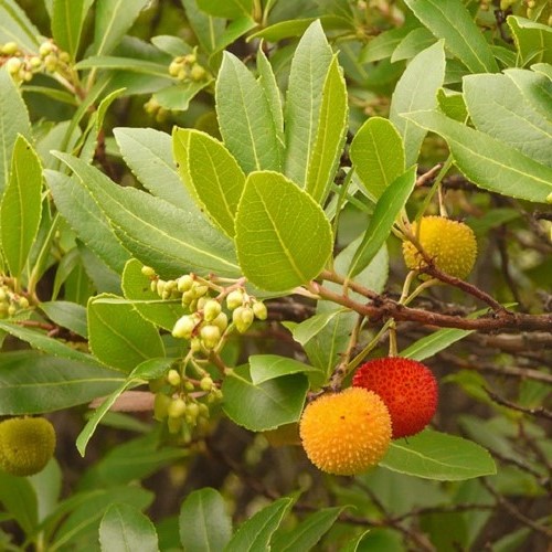 Arbutus unedo, Strawberry Tree - Pot - Image 2