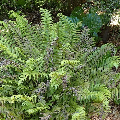 Pneumatopteris pennigera, Gully Fern
