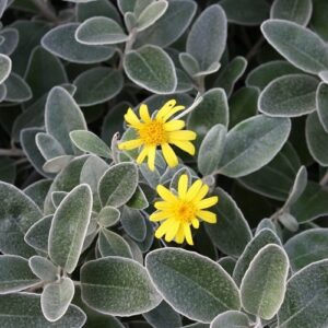 Brachyglottis greyi - Pb5