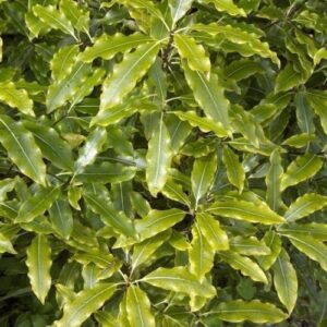 Pittosporum eugenioides, Lemonwood - Pb40 (250/260)