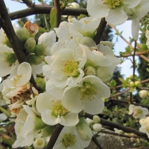 Chaenomeles Alba, Japanese Quince - 2.5Ltr - Image 2