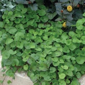 Dichondra Emerald Falls - 1.4Ltr