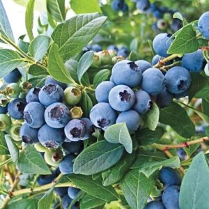 Blueberry O' Neal - 2Ltr