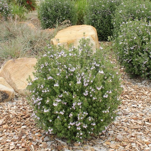 Westringia Aussie Box, Coastal Rosemary - 2Ltr