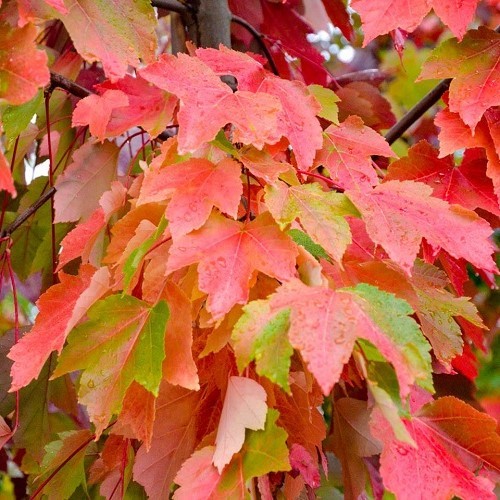 Acer Autumn Blaze - Pb18 - Image 2
