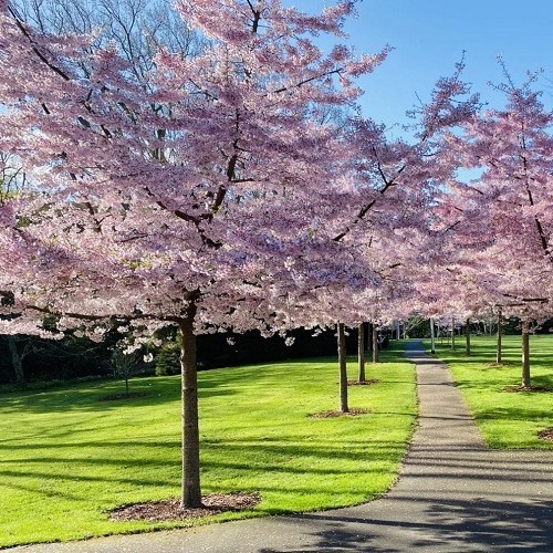 Prunus Awanui, Yoshino Cherry H/W - Pb28(1.5m)