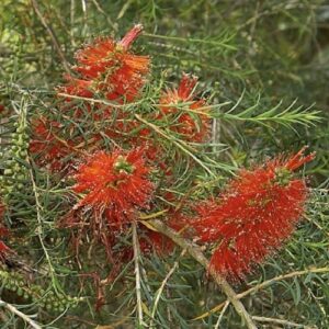 Melaleuca Red Robin