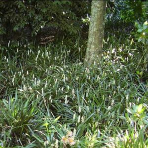 Liriope m. Monroe White - Pot