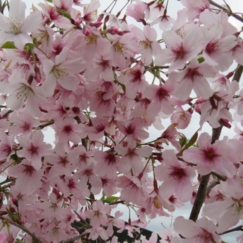Prunus Awanui, Yoshino Cherry H/W - Pb28(1.5m) - Image 2