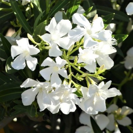 Nerium white, Oleander