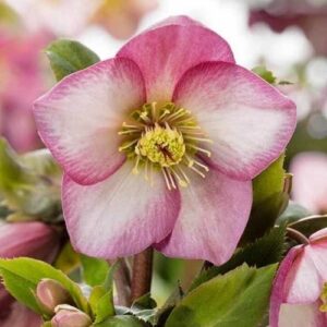 Helleborus Ice N' Roses Rose - 2Ltr/2.4Ltr