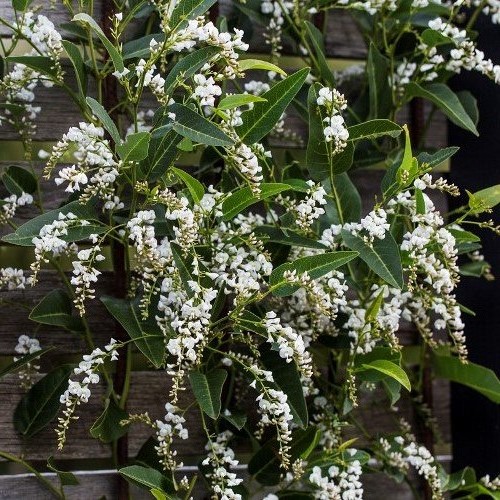 Hardenbergia alba, White Coral Pea - Pb5/2Ltr