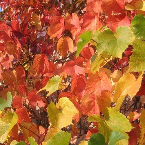 Vitis Alicante Bouchet - 3.5Ltr