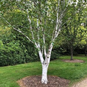Betula Polar Bear, Erman's Birch - Pb18