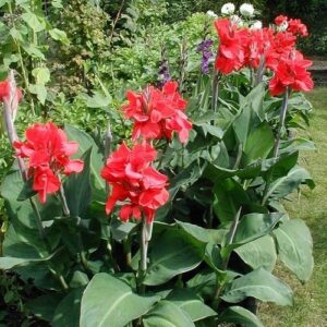 Canna Cannova Red - Pb5