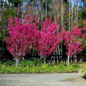 Prunus campanulata superba