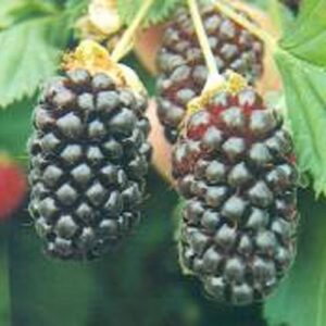 Berry Delight - 3Ltr