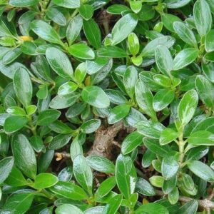 Coprosma prostrata, Mirror Plant - 1.5Ltr