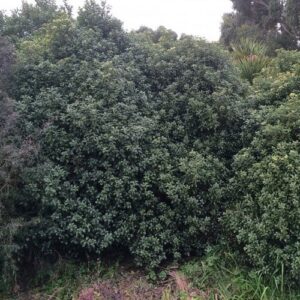 Pittosporum Irish Luck - 4Ltr PVR