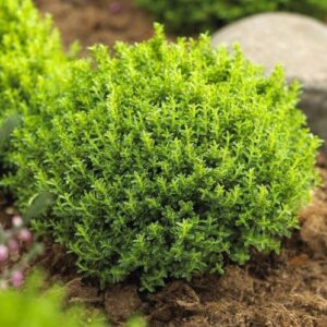 Hebe Emerald Gem - Pot