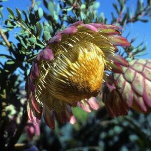 Protea sulphurea, Sulphur Sugarbush - 2.4Ltr/3.3Ltr