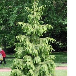 Picea smithiana, Live Spruce Christmas Tree - Pb18 (100/150)
