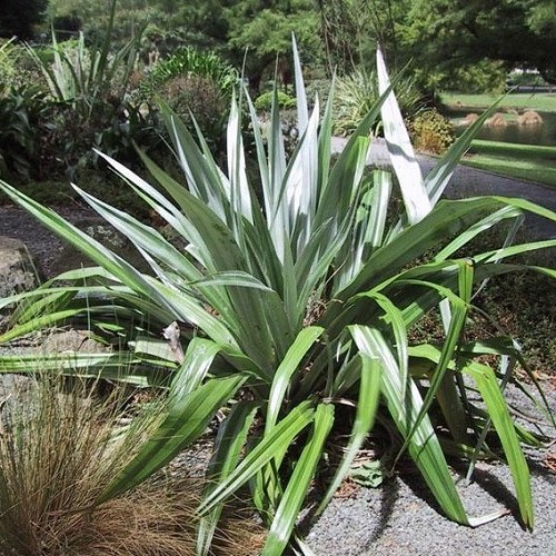 Astelia chathamica, Kakaha - Pot