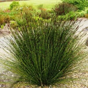 Elegia tectorum, Cape Thatching Reed - 3.5Ltr