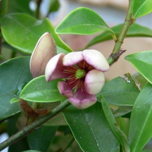 Michelia Bubbles - 35Ltr