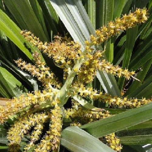 Astelia chathamica, Kakaha - Pot - Image 2