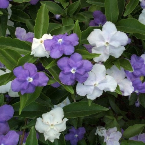 Brunfelsia calycina - Pb5 - Image 2