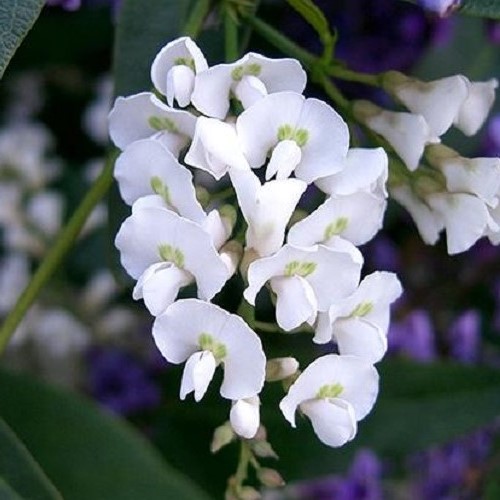 Hardenbergia alba, White Coral Pea - Pb5/2Ltr - Image 2
