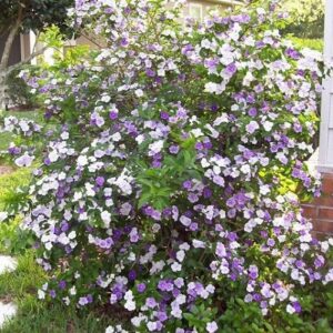 Brunfelsia calycina - Pb5