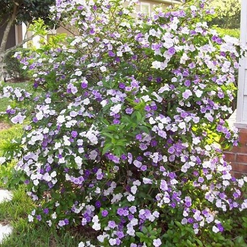 Brunfelsia calycina - Pb5