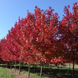 Acer Autumn Blaze - Pb18