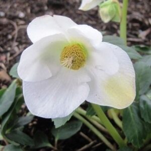 Helleborus Snow Crystals - 2.4Ltr