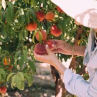 Peaches