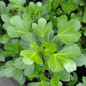 Pseudopanax Cyril Watson - Pb6.5 (30/50)