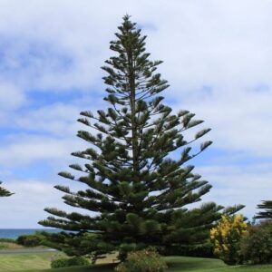 Araucaria heterophylla, Norfolk Island Pine - 5Ltr/6Ltr