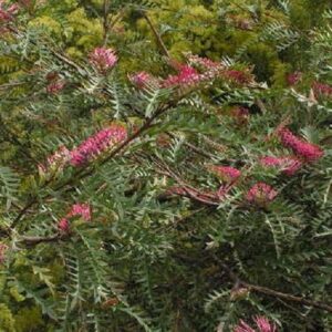 Grevillea Poorinda Peter - 6Ltr