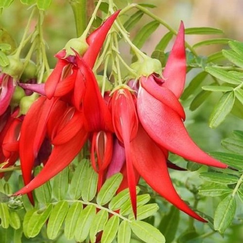 Clianthus maximus Kaka King - Pot - Image 2