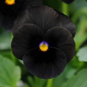 Viola All Black