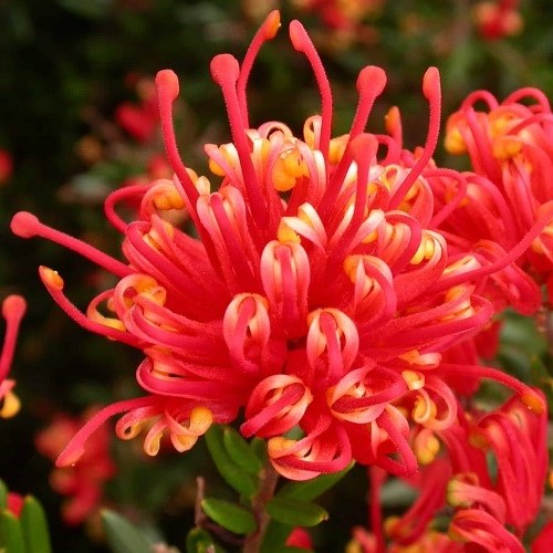 Grevillea Knockout -2.5Ltr - Image 2