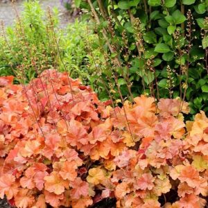 Heuchera Northern Exposure Amber - 1.2Ltr