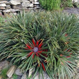 Fascicularia bicolor  Crimson Bromeliad - 2Ltr