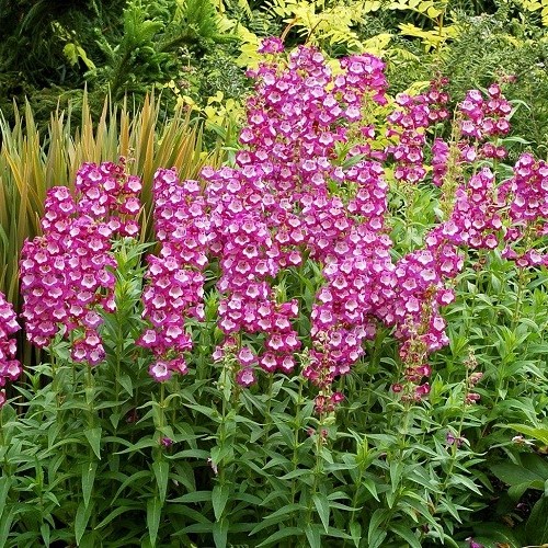 Penstemon Grape Taffy - Pot
