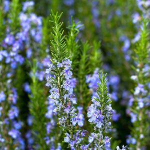 Rosmarinus officinalis, Rosemary