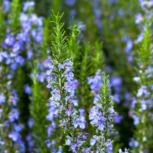 Rosmarinus officinalis, Rosemary