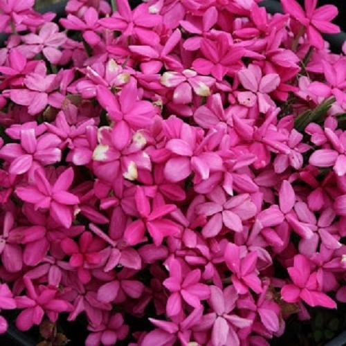 Rhodohypoxis Fred Broome - 1.3Ltr