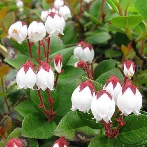Gaultheria procumbens, Eastern Teaberry - 2.5Ltr - Image 2